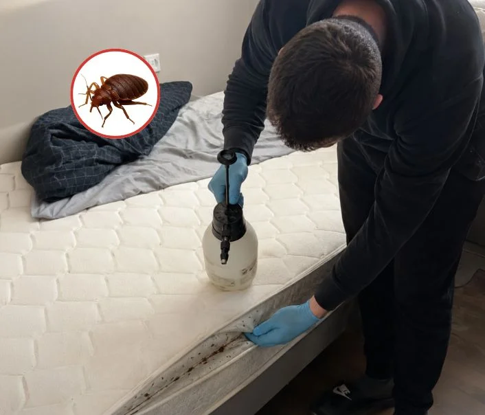 Technicien traitant un matelas contre les punaises de lit à Attainville